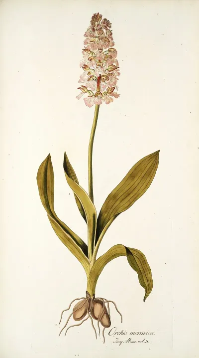 Orchis Moravica