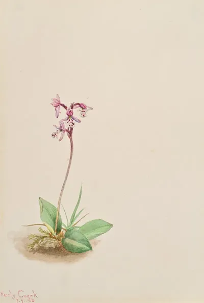 Orchis Orchis Rotundifolia