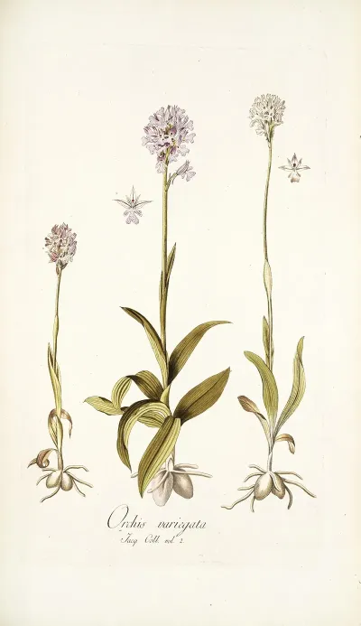 Orchis Variegata