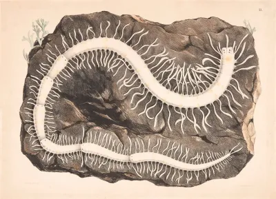 Organisms 4