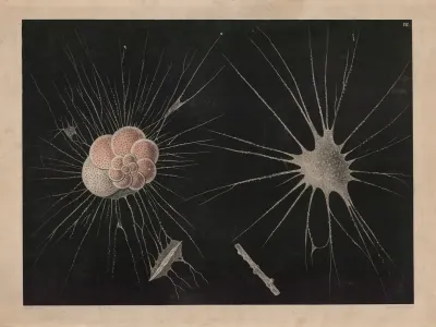 Organisms 5