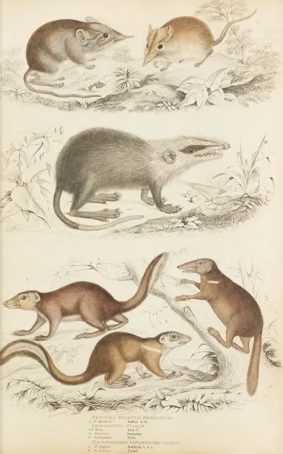 Oriental Hedhgehogs Tupaias Long Snouted Shrews
