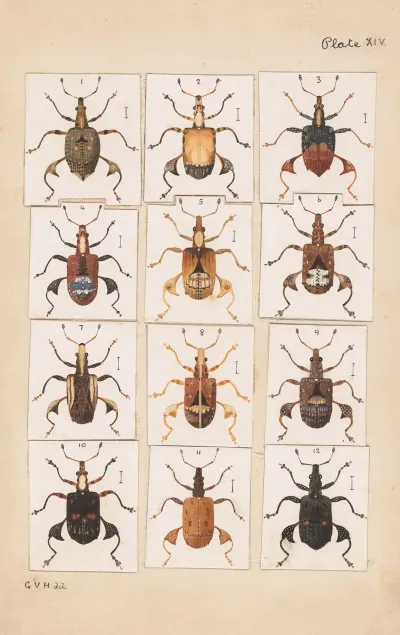 Original Hand Painted Plate For Fragments Of New Zealand Entomology Plate Xiv