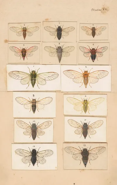 Original Hand Painted Plate For Fragments Of New Zealand Entomology Plate Xv