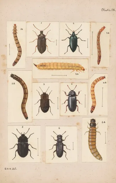 Original Hand Painted Plate For New Zealand Beetles Plate Ix