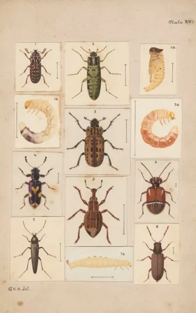 Original Hand Painted Plate For New Zealand Beetles Plate Xvi