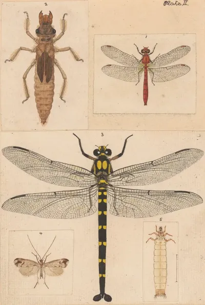 Original Hand Painted Plate For New Zealand Neuroptera Plate Ii