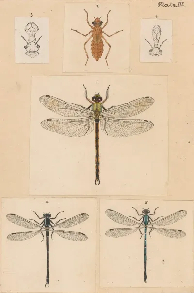 Original Hand Painted Plate For New Zealand Neuroptera Plate Iii