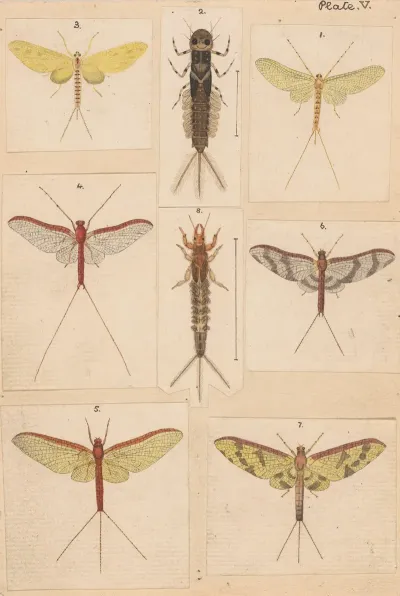 Original Hand Painted Plate For New Zealand Neuroptera Plate V