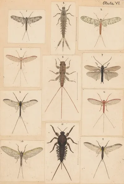 Original Hand Painted Plate For New Zealand Neuroptera Plate Vi