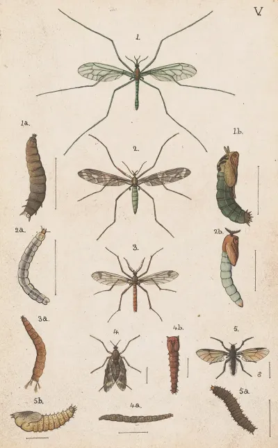 Original Hand Painted Plate For The Manual Of New Zealand Entomology Plate V