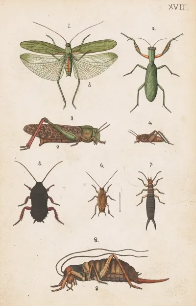 Original Hand Painted Plate For The Manual Of New Zealand Entomology Plate Xvii