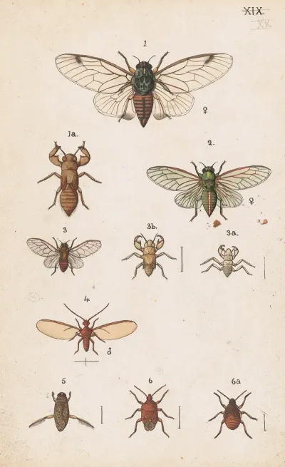 Original Hand Painted Plate For The Manual Of New Zealand Entomology Plate Xx