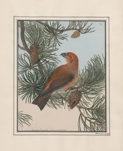 Original Water Colour Drawings Of Birds And Eggs Pl 01