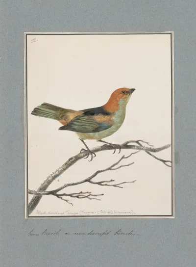 Original Water Colour Drawings Of Birds And Eggs Pl 02