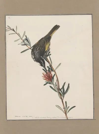 Original Water Colour Drawings Of Birds And Eggs Pl 05