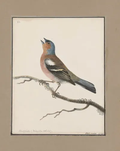 Original Water Colour Drawings Of Birds And Eggs Pl 06