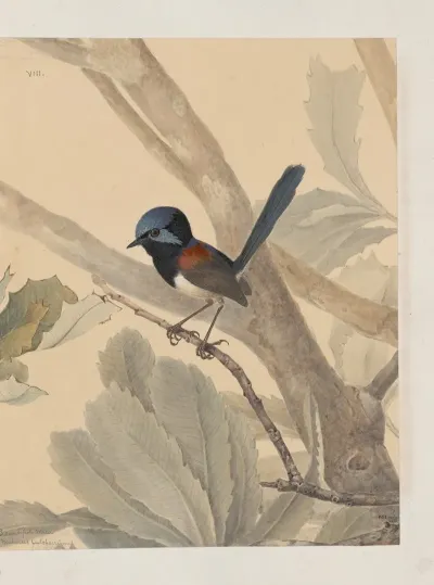 Original Water Colour Drawings Of Birds And Eggs Pl 08