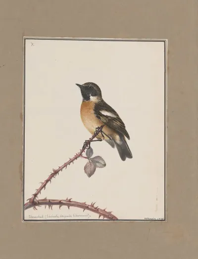 Original Water Colour Drawings Of Birds And Eggs Pl 10