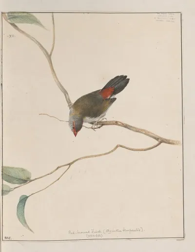 Original Water Colour Drawings Of Birds And Eggs Pl 12
