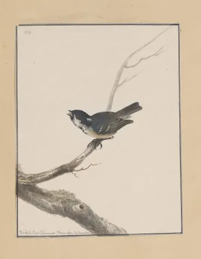 Original Water Colour Drawings Of Birds And Eggs Pl 13