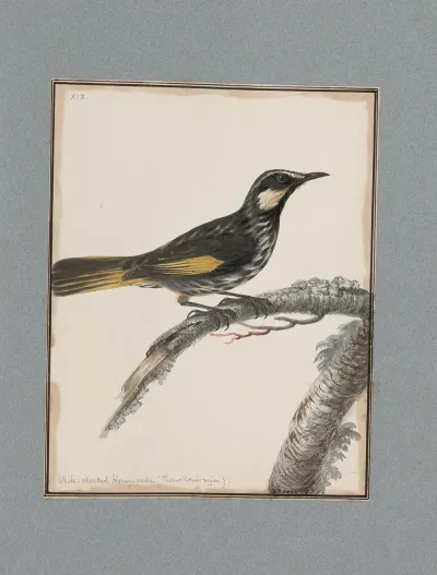 Original Water Colour Drawings Of Birds And Eggs Pl 19