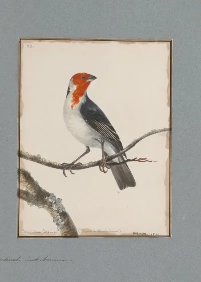 Original Water Colour Drawings Of Birds And Eggs Pl 20