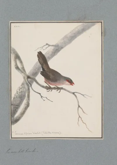 Original Water Colour Drawings Of Birds And Eggs Pl 22