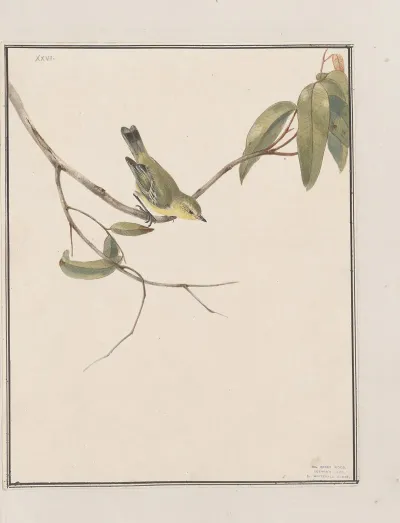 Original Water Colour Drawings Of Birds And Eggs Pl 26