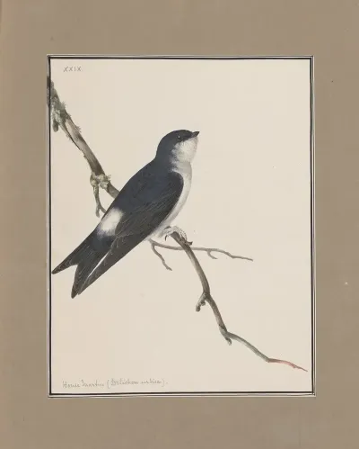 Original Water Colour Drawings Of Birds And Eggs Pl 29