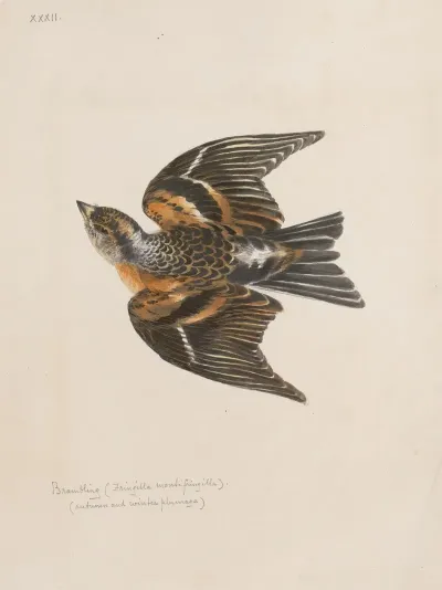 Original Water Colour Drawings Of Birds And Eggs Pl 32