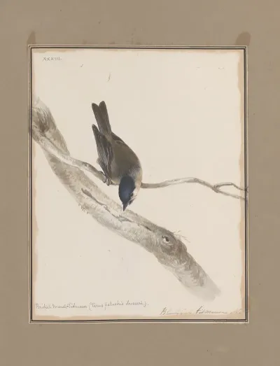 Original Water Colour Drawings Of Birds And Eggs Pl 33