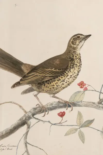 Original Water Colour Drawings Of Birds And Eggs Pl 35