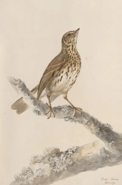 Original Water Colour Drawings Of Birds And Eggs Pl 36
