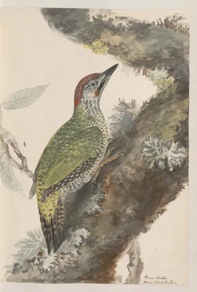 Original Water Colour Drawings Of Birds And Eggs Pl 37