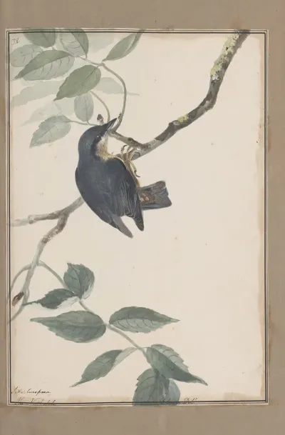 Original Water Colour Drawings Of Birds And Eggs Pl 38
