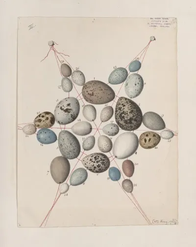 Original Water Colour Drawings Of Birds And Eggs Pl 41