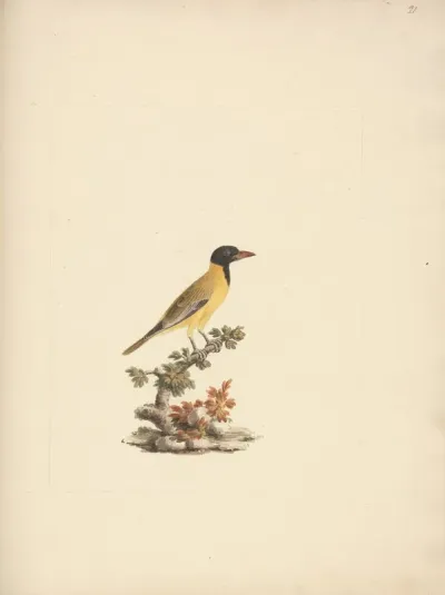 Oriolus Monacha Black Headed Abyssinian Oriole 2