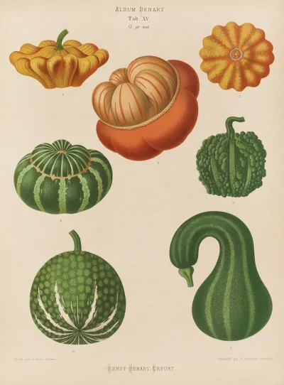 Ornamental Gourds