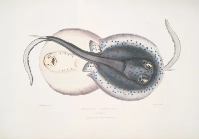 Ornamented Trygon Trygon Ornatus Singapore
