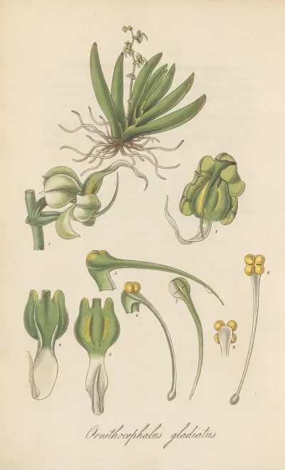 Ornithocephalus Gladiatus