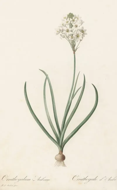 Ornithogalum Arabicum