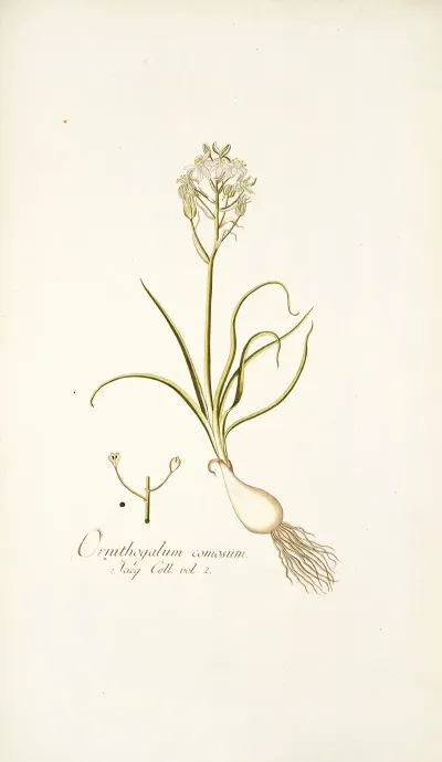 Ornithogalum Comosum
