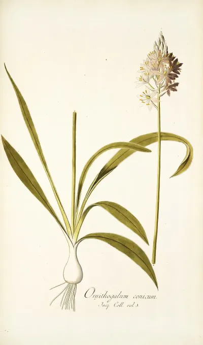 Ornithogalum Conicum