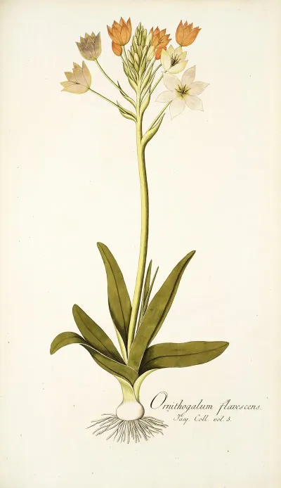 Ornithogalum Flavescens