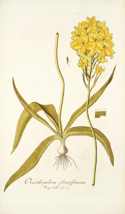 Ornithogalum Flavissimum