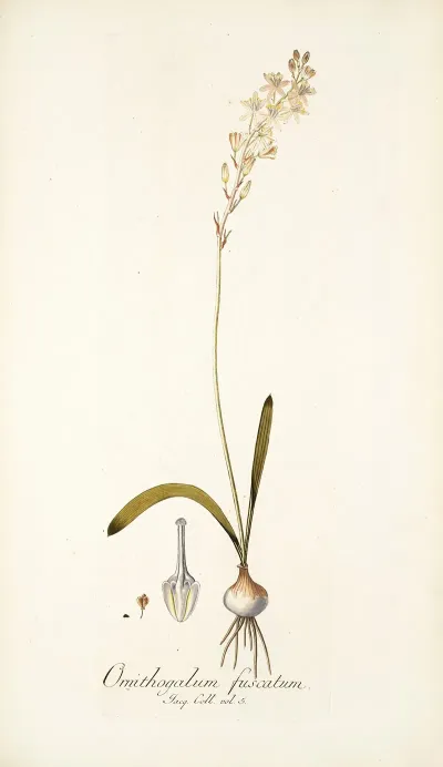 Ornithogalum Fuscatum