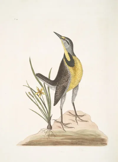 Ornithogalum Liteum Alauda Magna The Large Lark