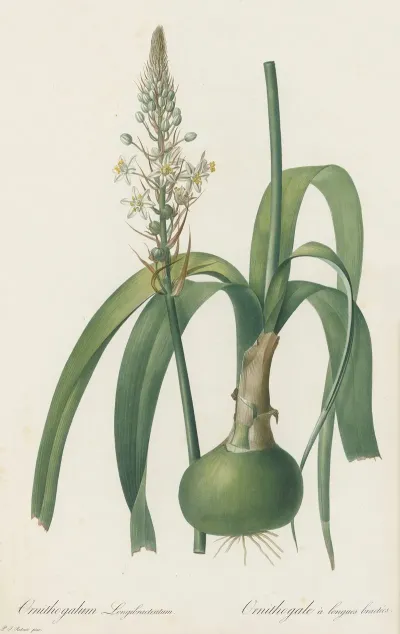 Ornithogalum Longibracteatum