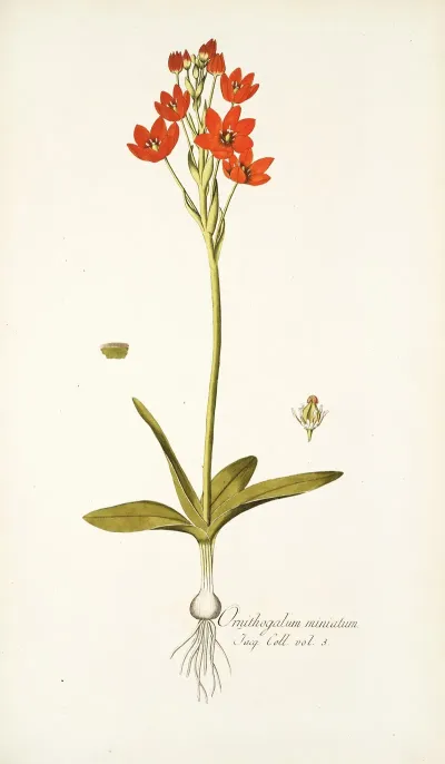Ornithogalum Miniatum